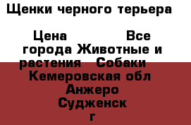 Щенки черного терьера › Цена ­ 35 000 - Все города Животные и растения » Собаки   . Кемеровская обл.,Анжеро-Судженск г.